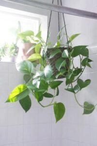 Cây trồng trong nhà dễ sống
