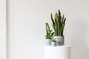 Cây trồng trong nhà dễ sống