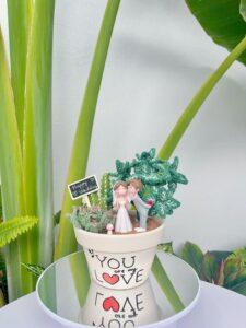 Cây xương rồng mini