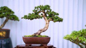 Chăm sóc bonsai