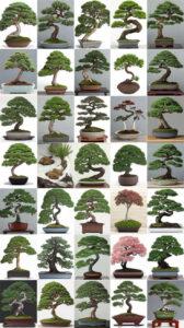 Chăm sóc bonsai