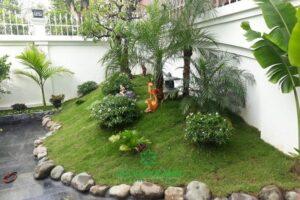 Cỏ trang trí sân vườn