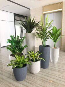 Cỏ trang trí sân vườn