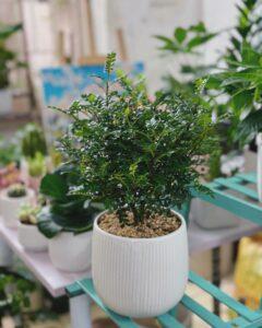 Cỏ xanh mướt cho vườn