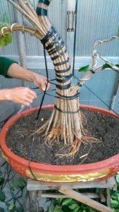 Dụng cụ tạo bonsai