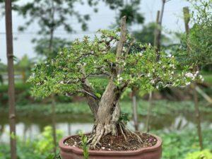 Kỹ thuật cắt bonsai