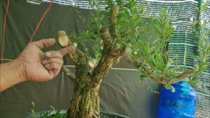 Kỹ thuật cắt bonsai