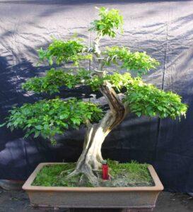 Kỹ thuật cắt bonsai