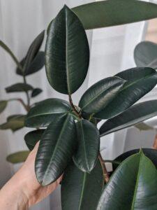 Làm sạch lá cây