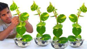 Làm sạch lá cây sống ảo