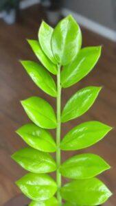 Mẹo làm sạch lá cây