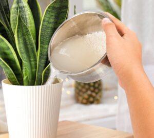 Nước rửa lá cây