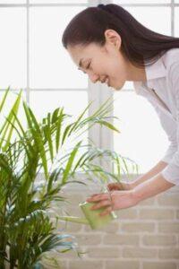 Nước rửa lá cây