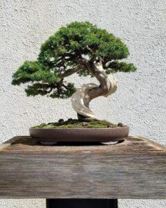 Tạo thế bonsai