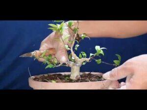 cắt tỉa cây cảnh