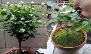 cắt tỉa cây cảnh