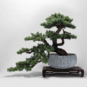 cây bonsai để bàn phong thủy