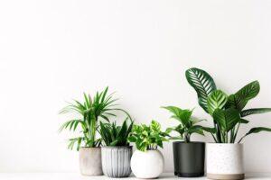 cây cảnh mini để bàn giảm mỏi mắt
