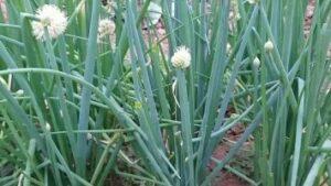 cây chữa bệnh ngoài da