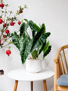 cây dễ trồng cho người bận