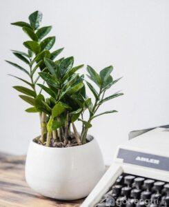 cây dễ trồng cho người bận