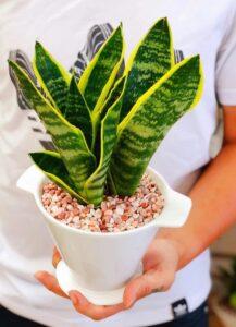 cây hợp mệnh