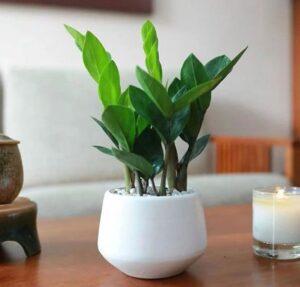 cây kim tiền trong phong thủy