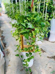 cây lọc không khí phòng ngủ