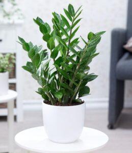 cây lưỡi hổ phong thủy