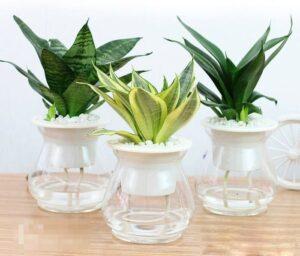 cây lưỡi hổ trồng thủy sinh
