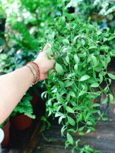 cây phát tài thủy sinh 