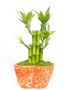 cây phong thủy cho phòng ngủ