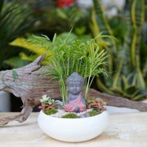 cây phong thủy mini