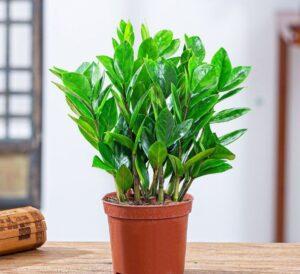 cây phong thủy mini