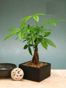 cây phong thủy mini