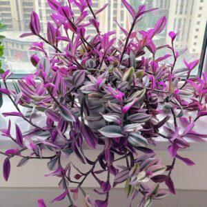 cây phong thủy trồng ban công