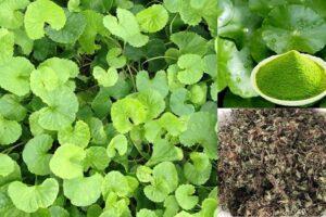 cây thuốc giải độc