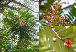 cây thuốc mát gan