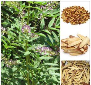 cây thuốc trị cảm cúm