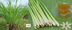 cây thuốc trị đau bụng
