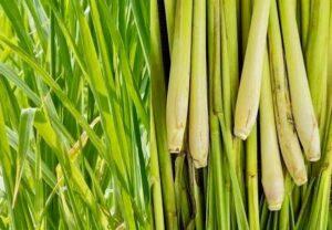 cây thuốc trị đau bụng
