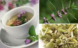 cây thuốc trị đau bụng