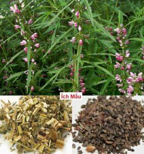 cây thuốc trị đau bụng
