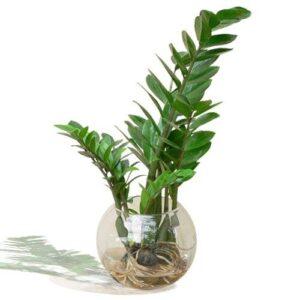 cây thủy sinh dễ sống