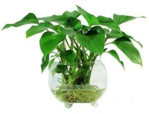 cây thủy sinh mini