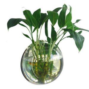 cây thủy sinh mini