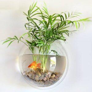 cây thủy sinh mini