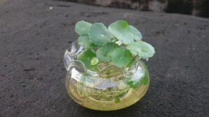cây thủy sinh phong thủy