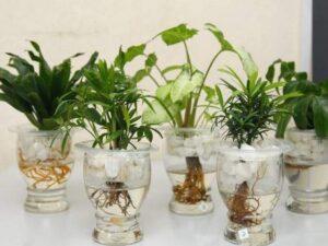 cây thủy sinh phong thủy