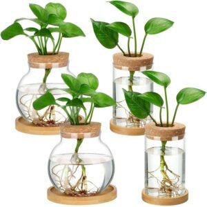 cây thủy sinh sống lâu
